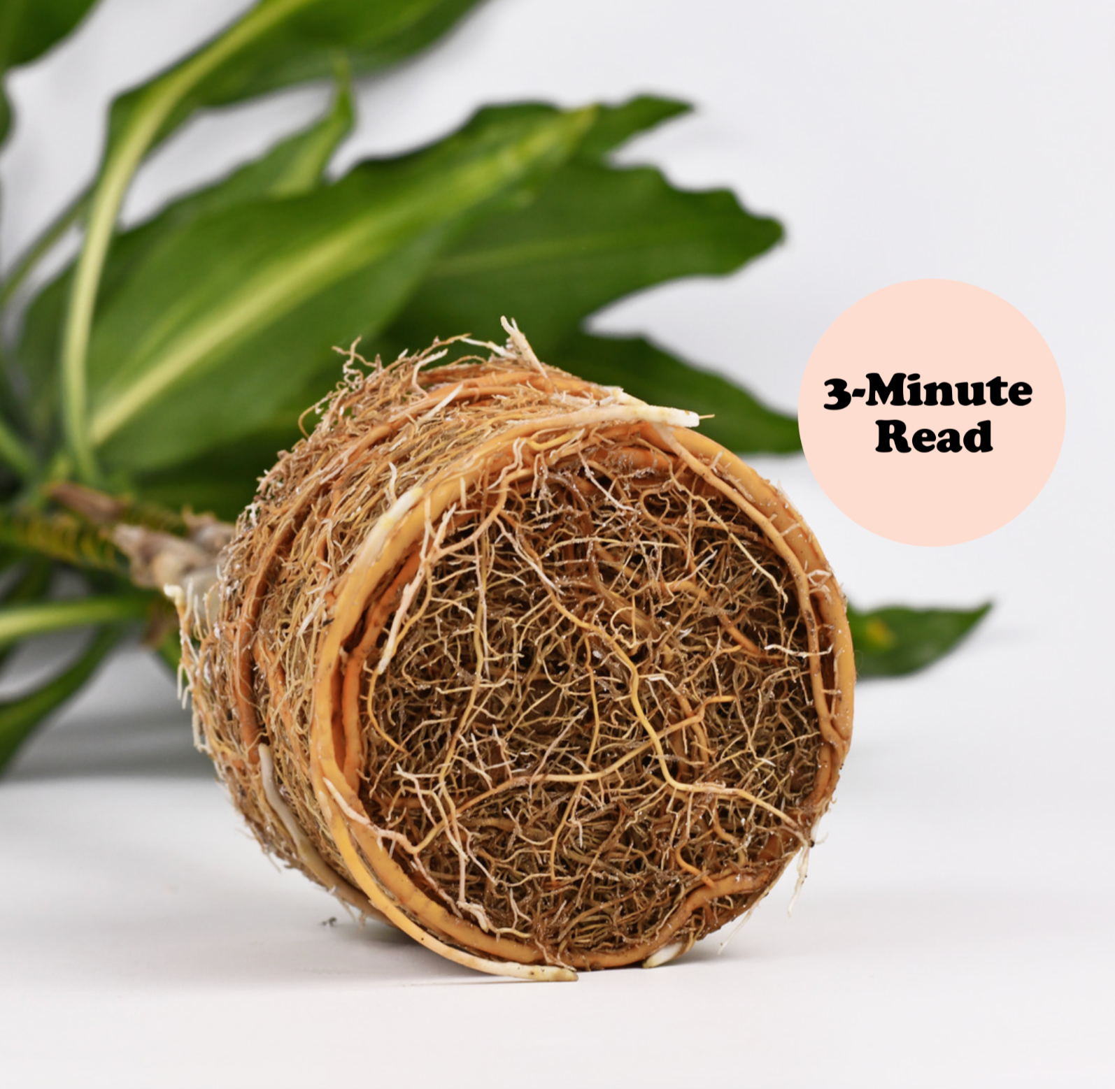 How to Loosen a Root Ball before Repotting (Tips & Tricks)