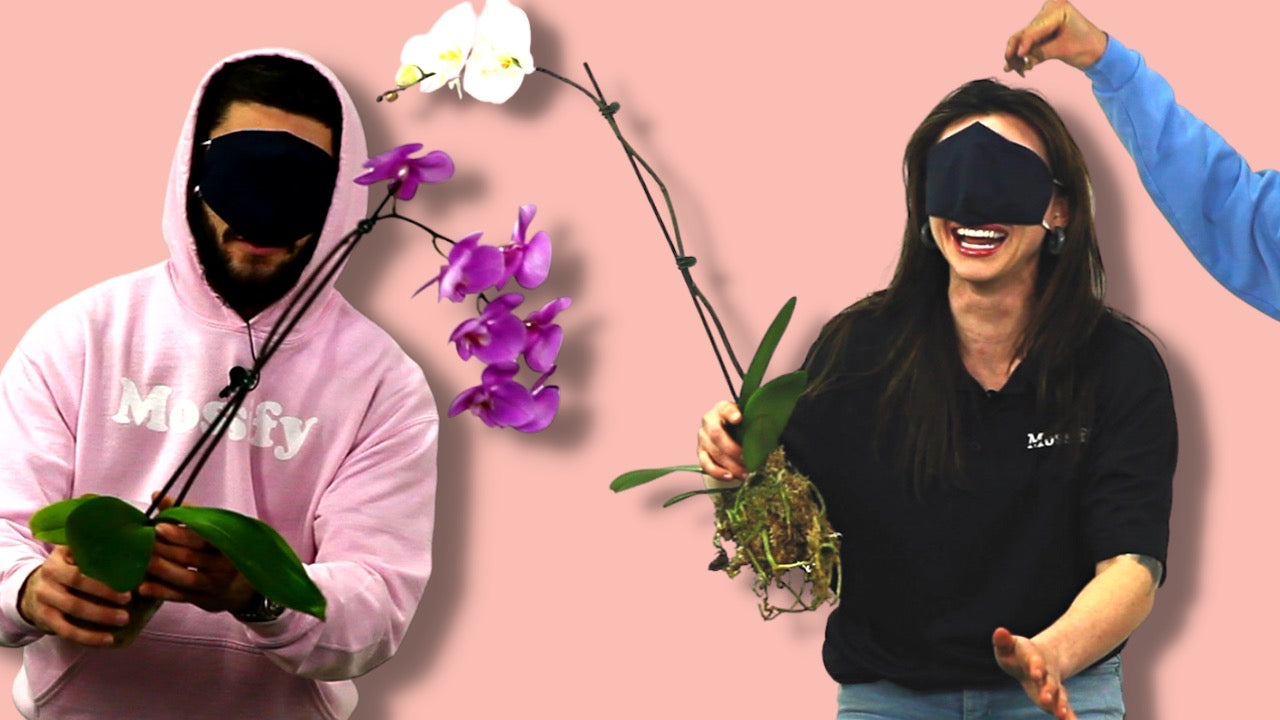 Blindfolded Plant Repot Challenge