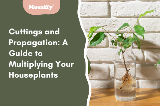 Cuttings and Propagation: A Guide to Multiplying Your Houseplants