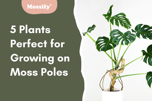 5 Plant Species Perfect for Growing on Moss Poles