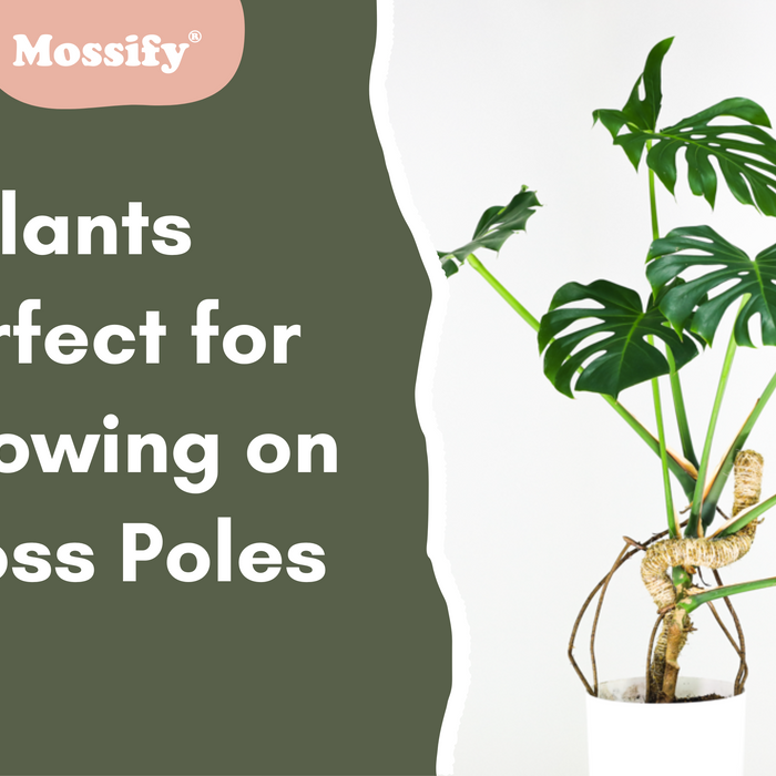 5 Plant Species Perfect for Growing on Moss Poles
