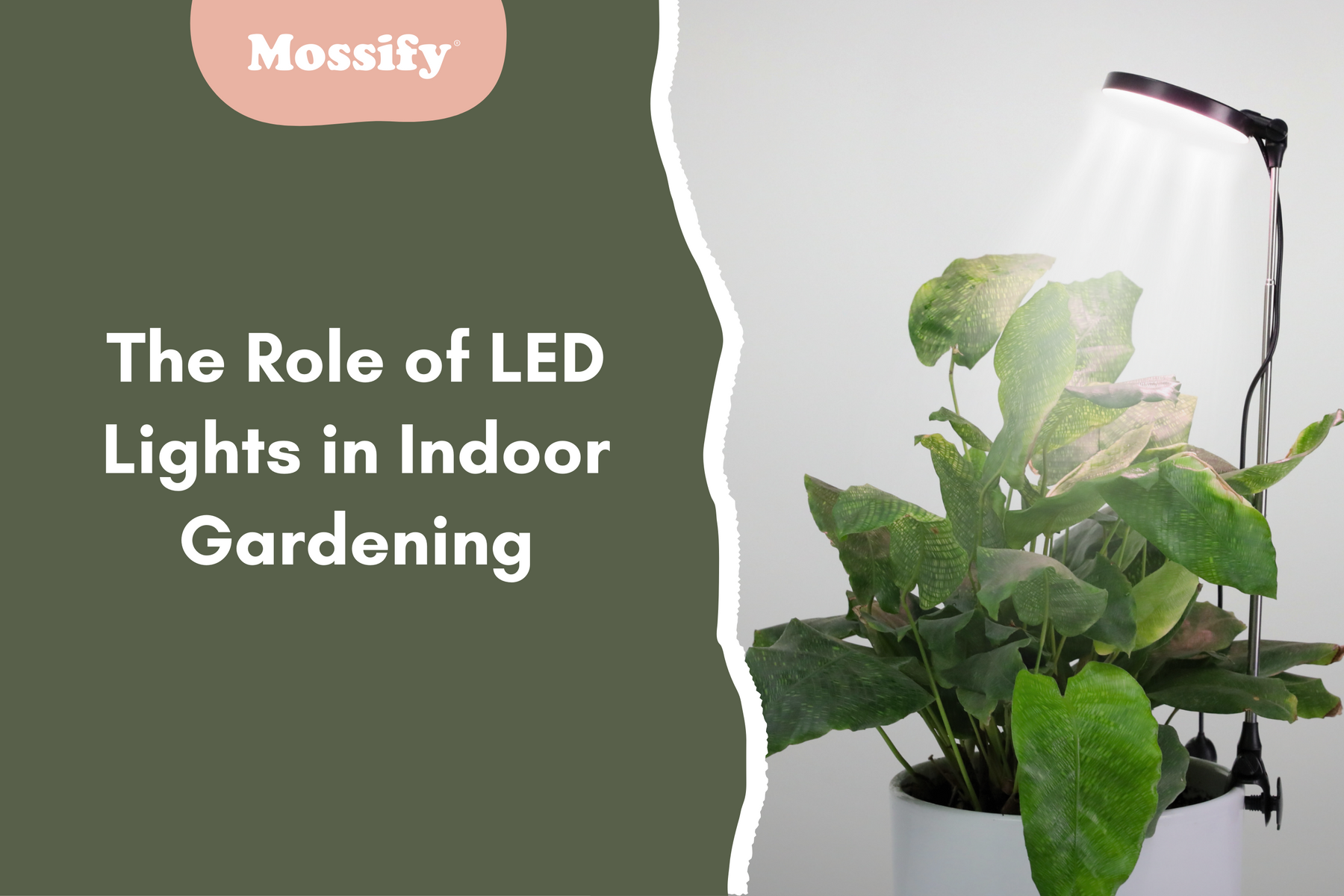 The Role of LED Lights in Indoor Gardening