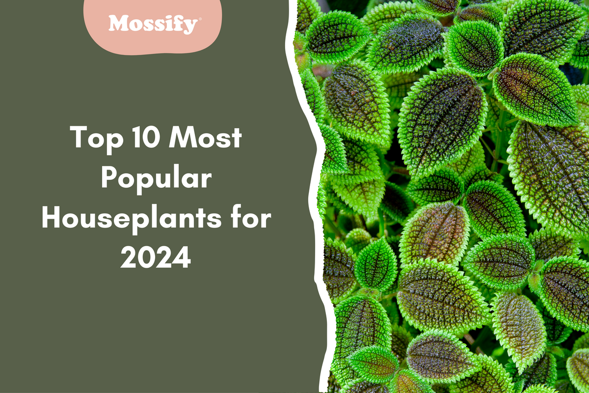 Top 10 Most Popular Houseplants for 2024 — Mossify