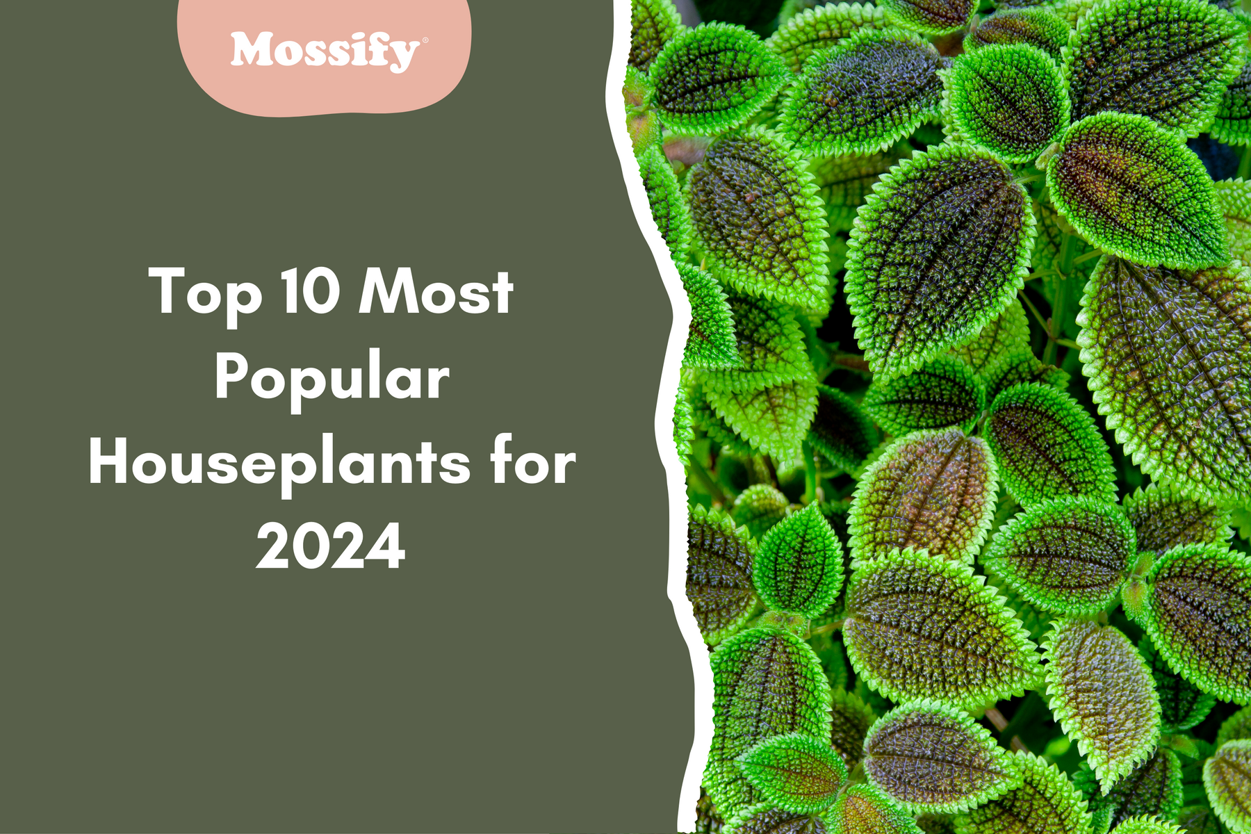 Top 10 Most Popular Houseplants for 2024