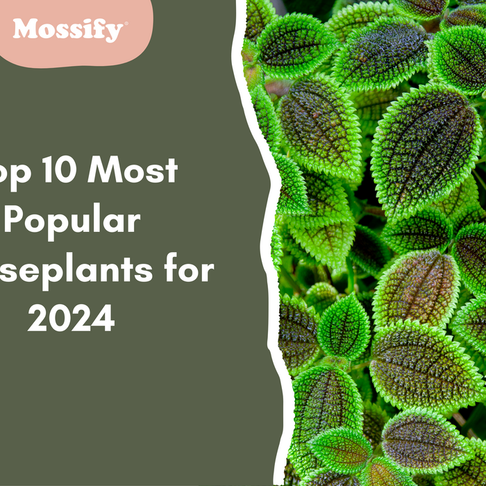 Top 10 Most Popular Houseplants for 2024