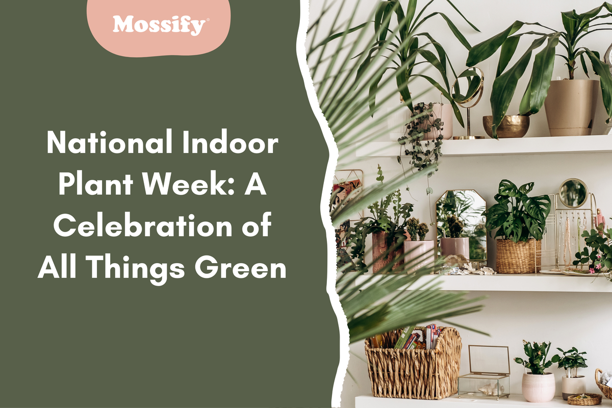 Plant Week National Indoor Plant Week: A Celebration of All Things Green — Mossify