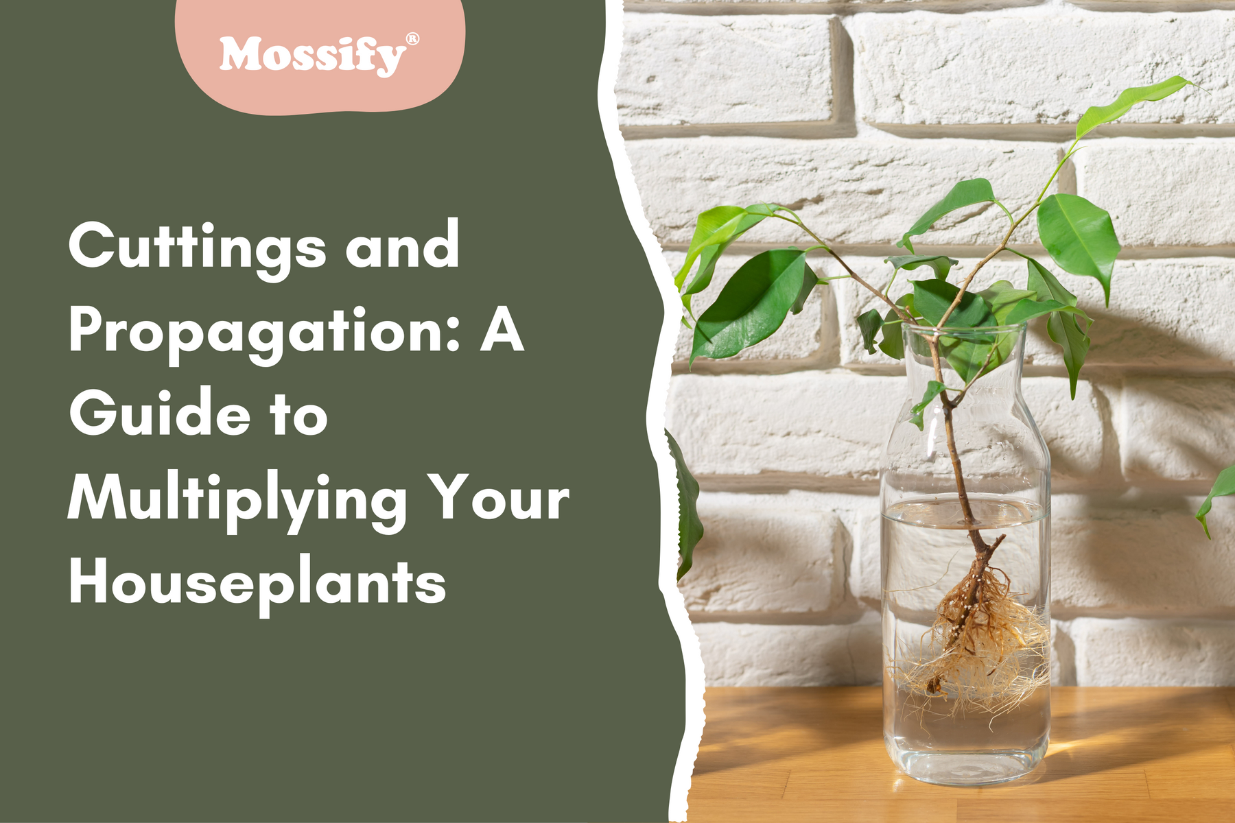 Cuttings and Propagation: A Guide to Multiplying Your Houseplants