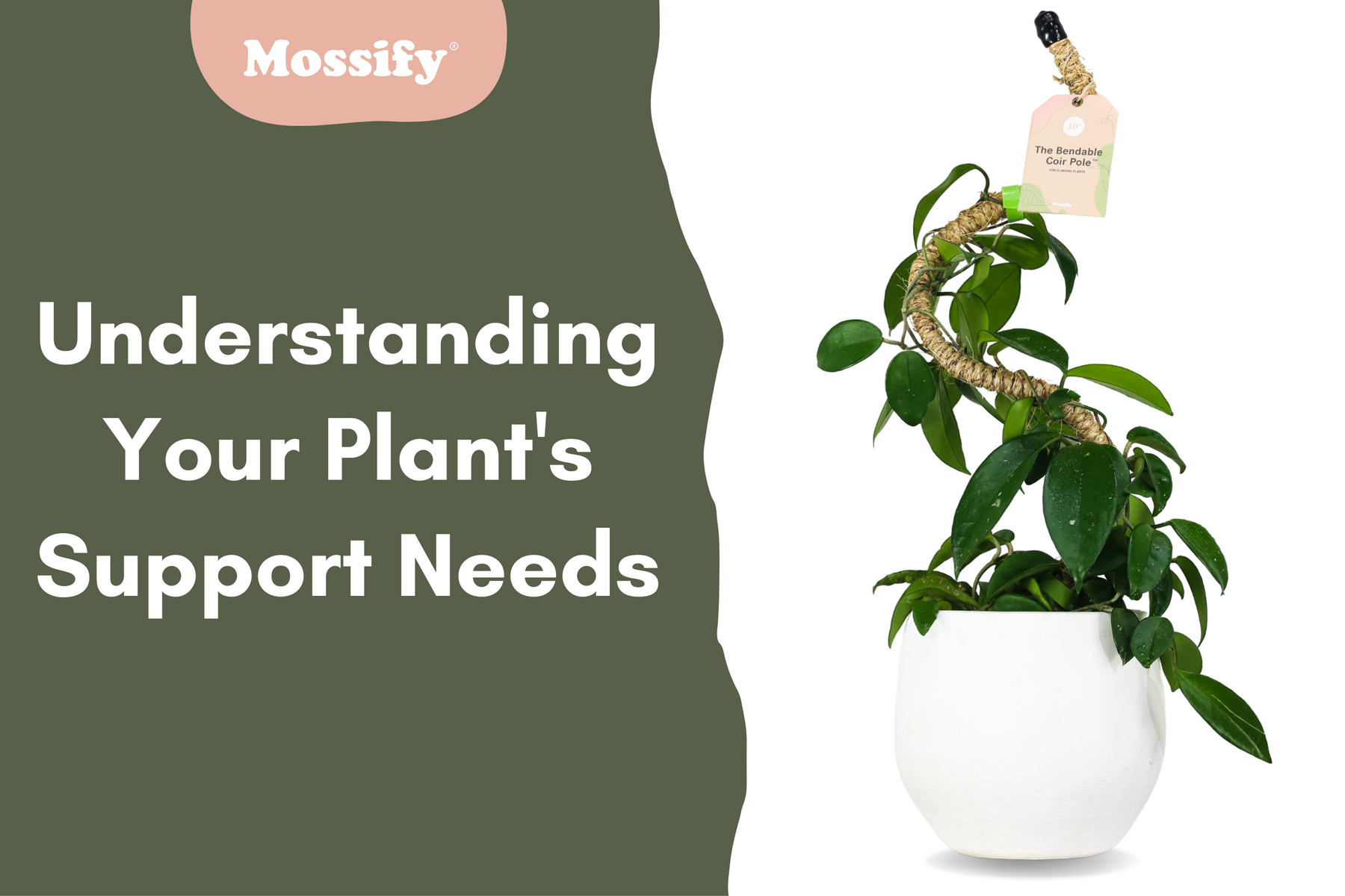 Understanding Your Plant's Support Needs: Coir Poles, Moss Poles, Trellises, and More