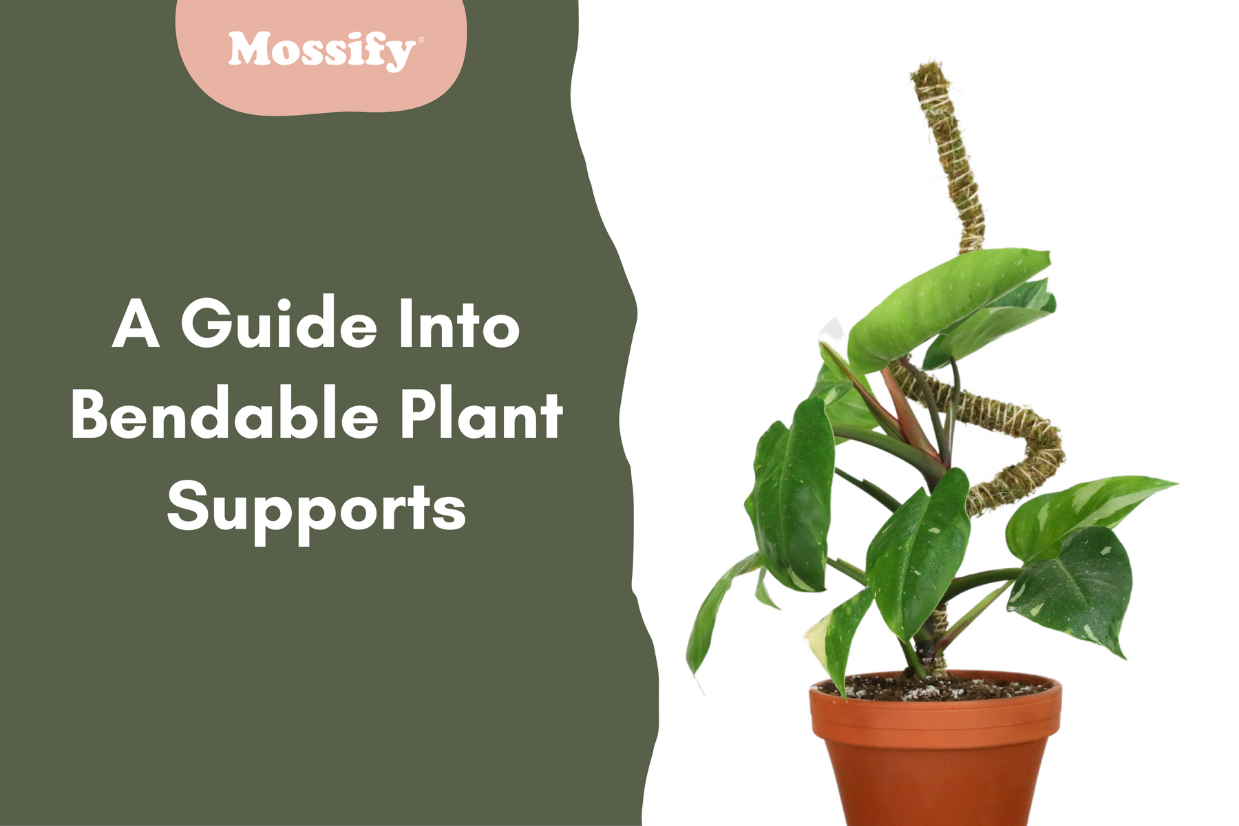 The Art of Shaping Plants: A Guide Into Mossify's Bendable Plant Supports