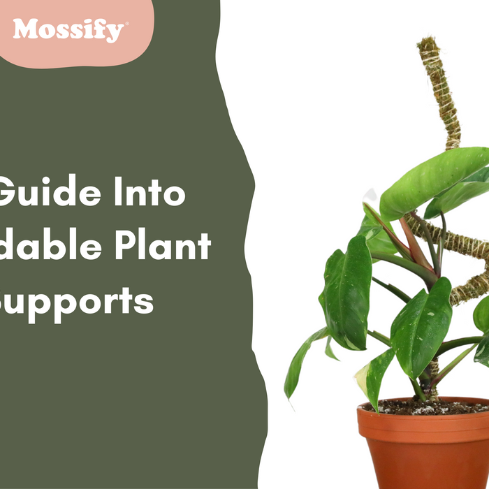 The Art of Shaping Plants: A Guide Into Mossify's Bendable Plant Supports
