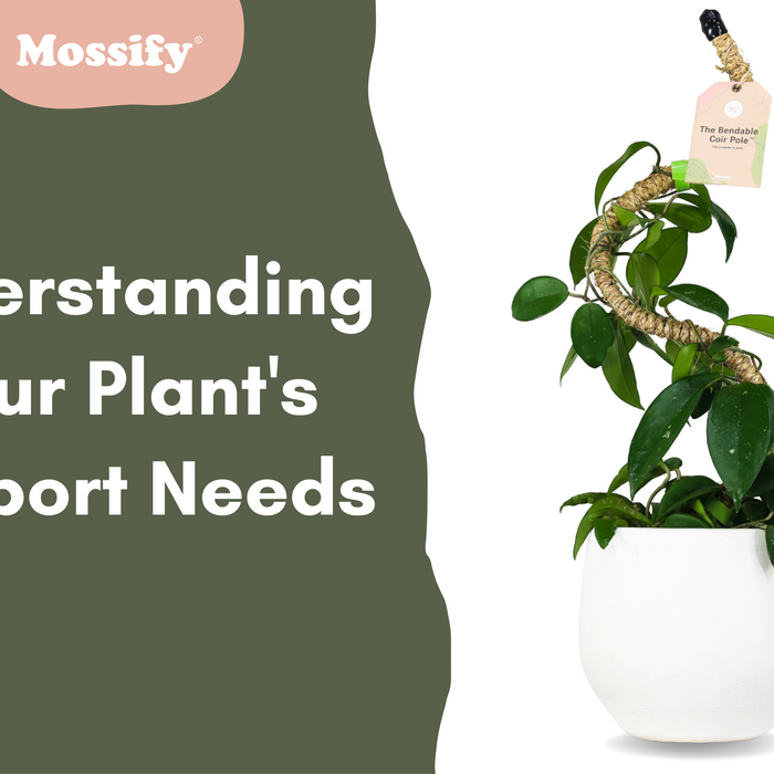 Understanding Your Plant's Support Needs: Coir Poles, Moss Poles, Trellises, and More