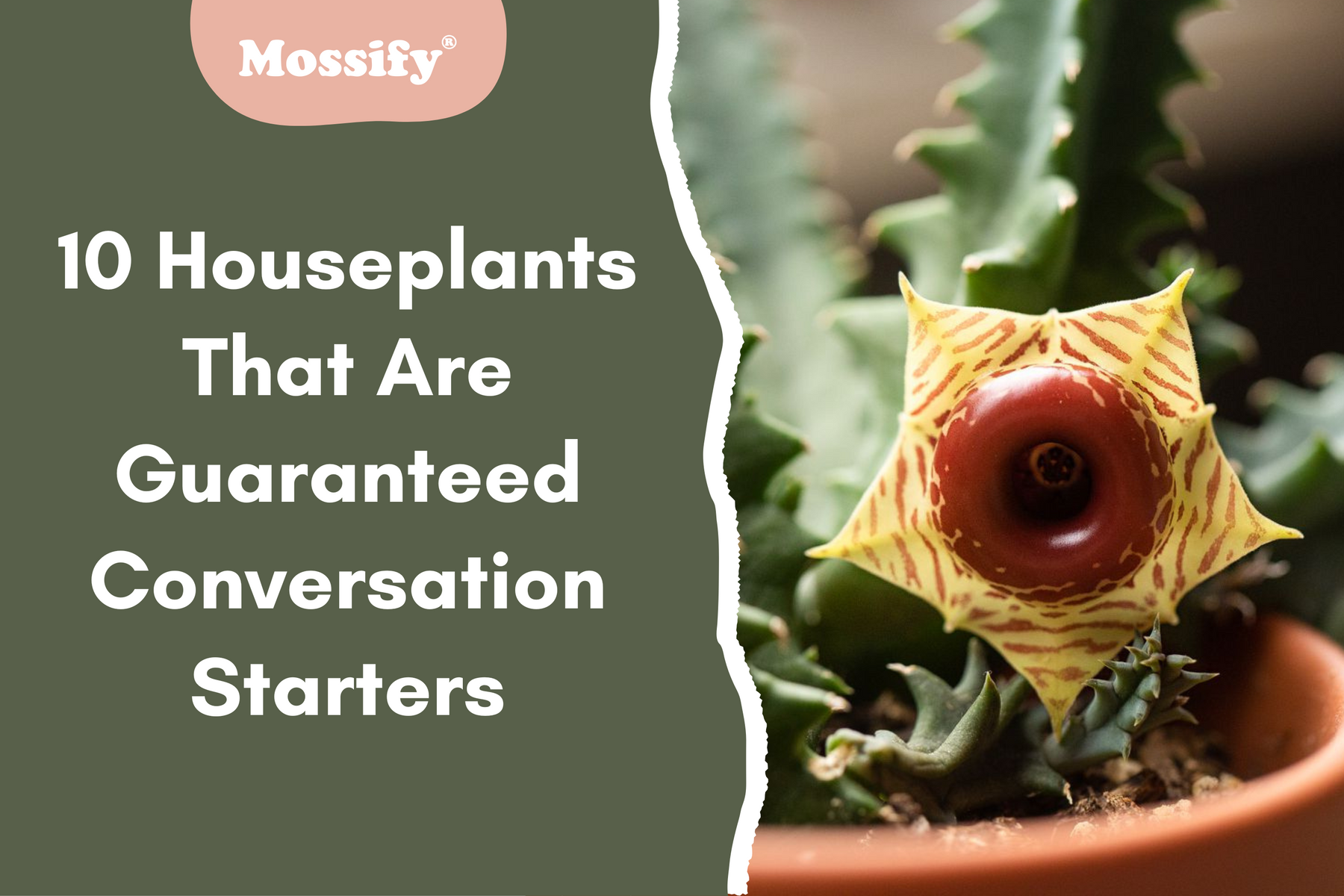 10 Houseplants That Are Guaranteed Conversation Starters