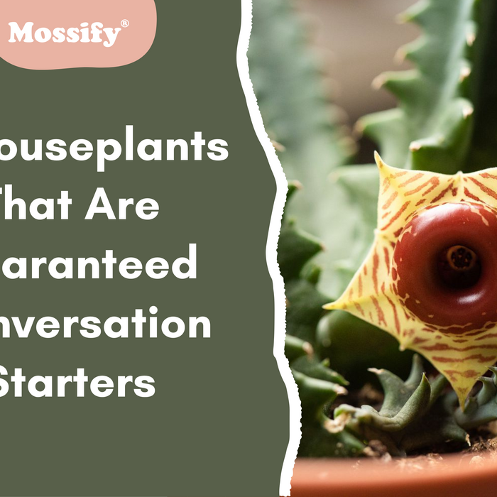 10 Houseplants That Are Guaranteed Conversation Starters