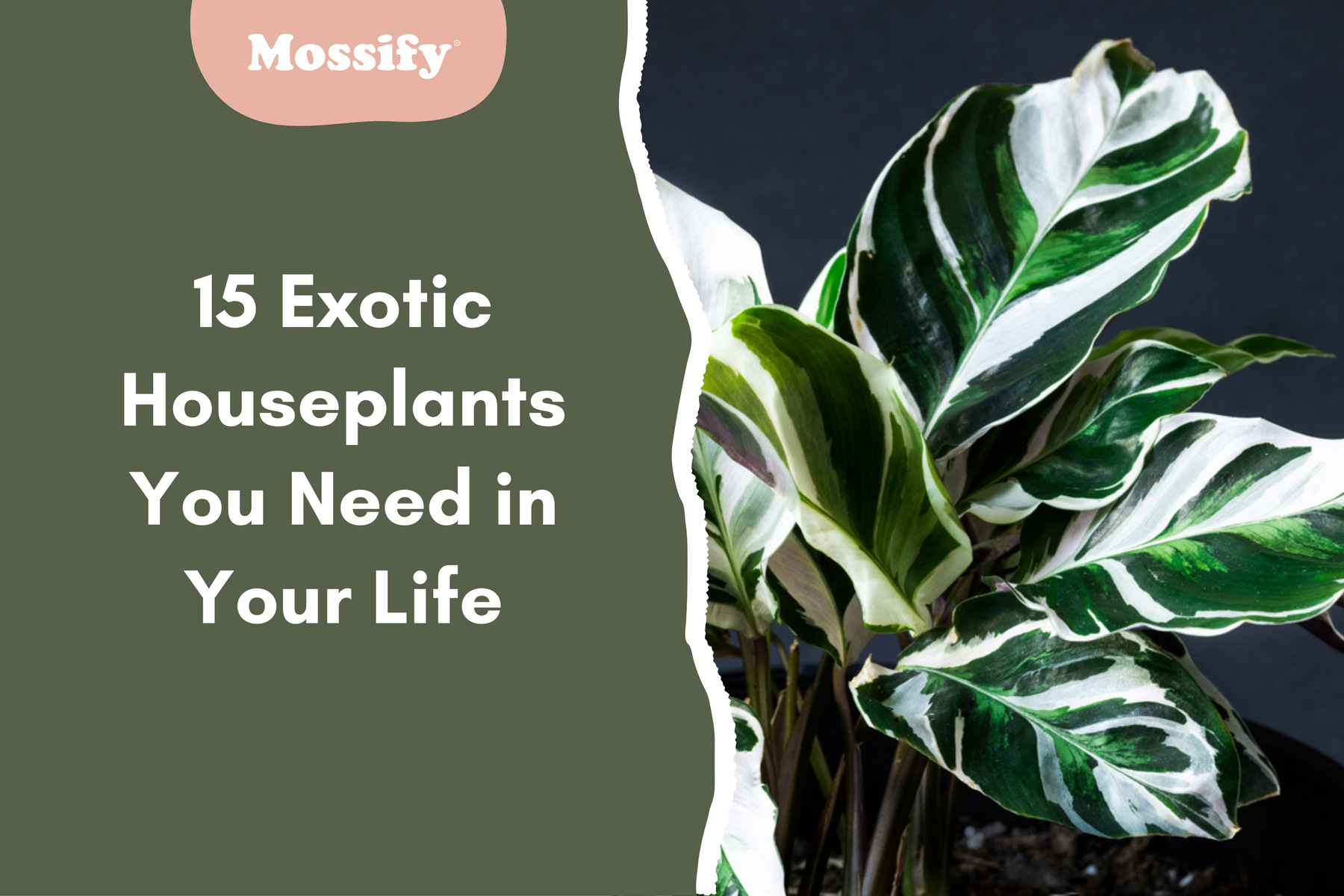 15 Exotic Houseplants You Need in Your Life