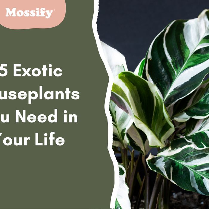 15 Exotic Houseplants You Need in Your Life