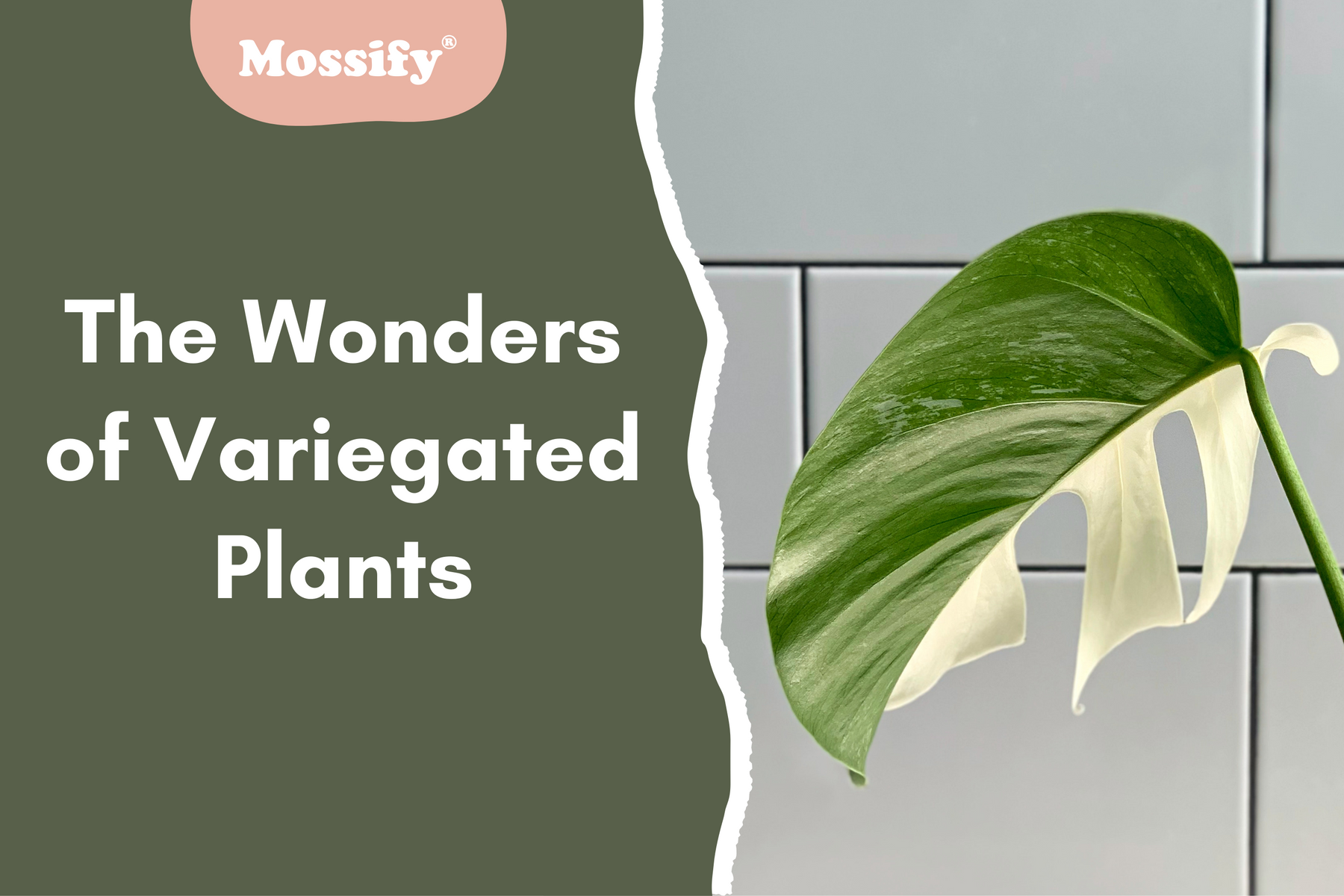 The Wonders of Variegated Plants: Top Picks and Care Tips for Stunning Foliage