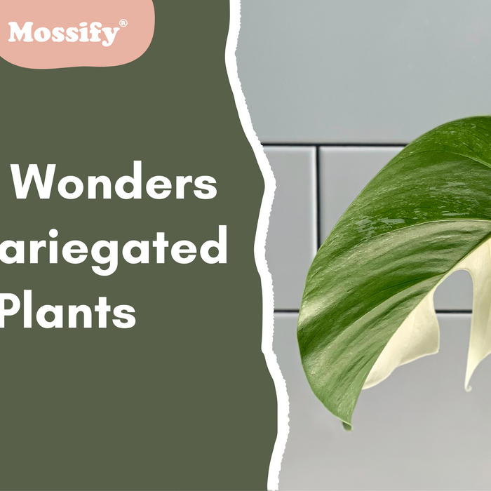 The Wonders of Variegated Plants: Top Picks and Care Tips for Stunning Foliage