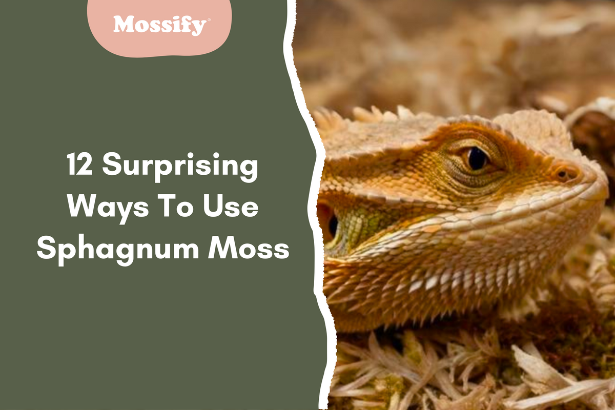 12 Surprising Ways To Use Sphagnum Moss — Mossify