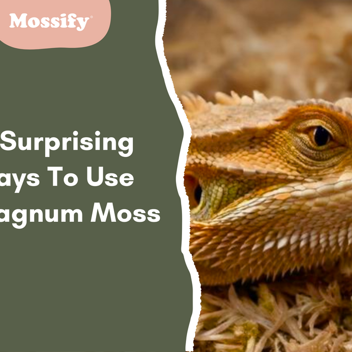12 Surprising Ways To Use Sphagnum Moss