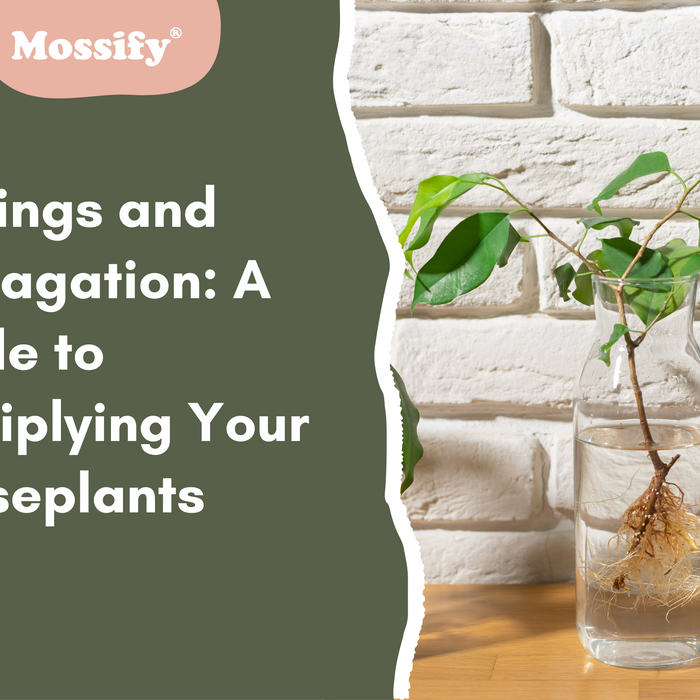 Cuttings and Propagation: A Guide to Multiplying Your Houseplants