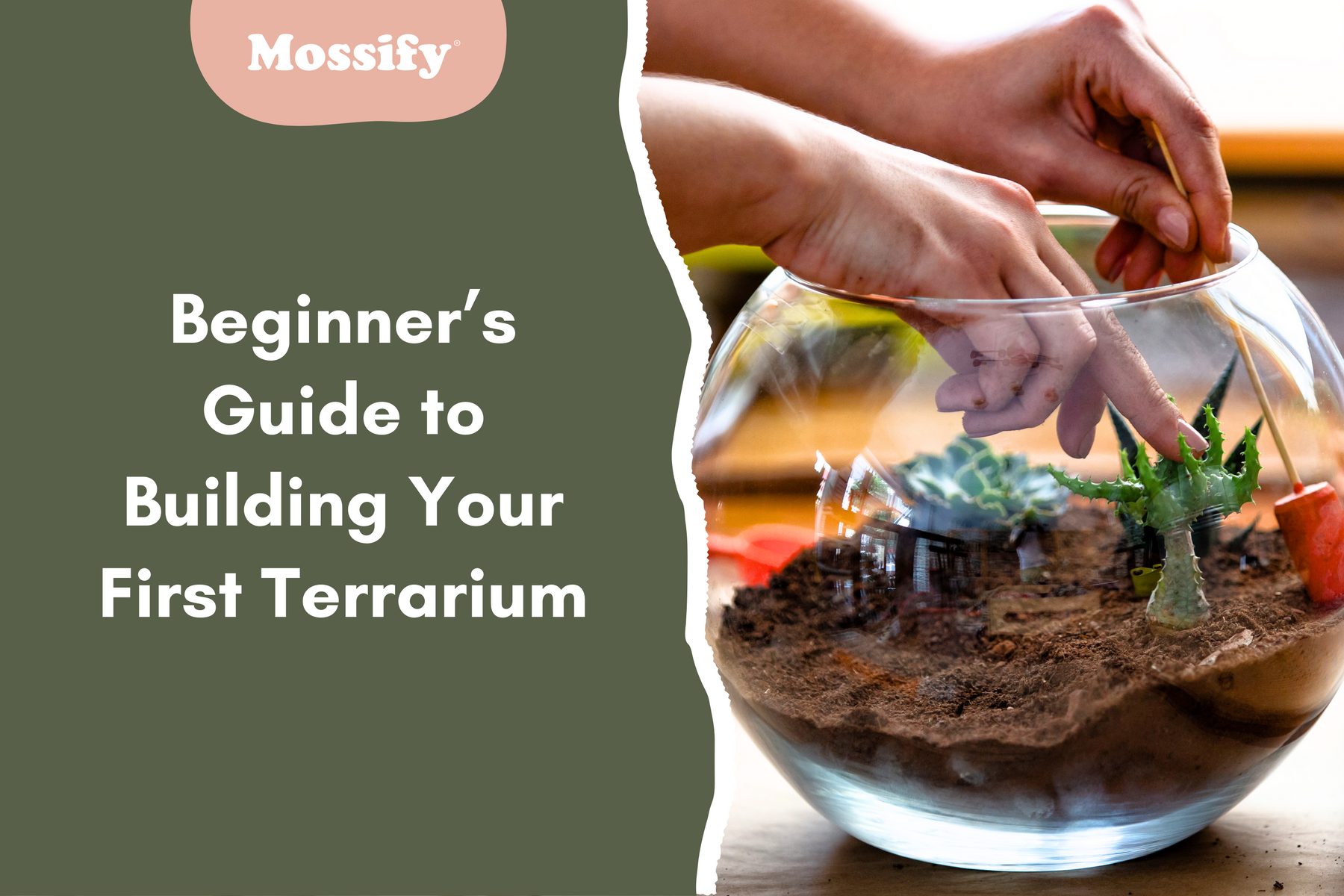 Beginner’s Guide to Building Your First Terrarium