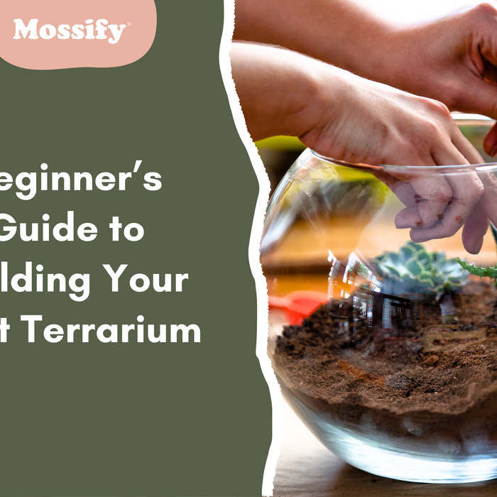 Beginner’s Guide to Building Your First Terrarium