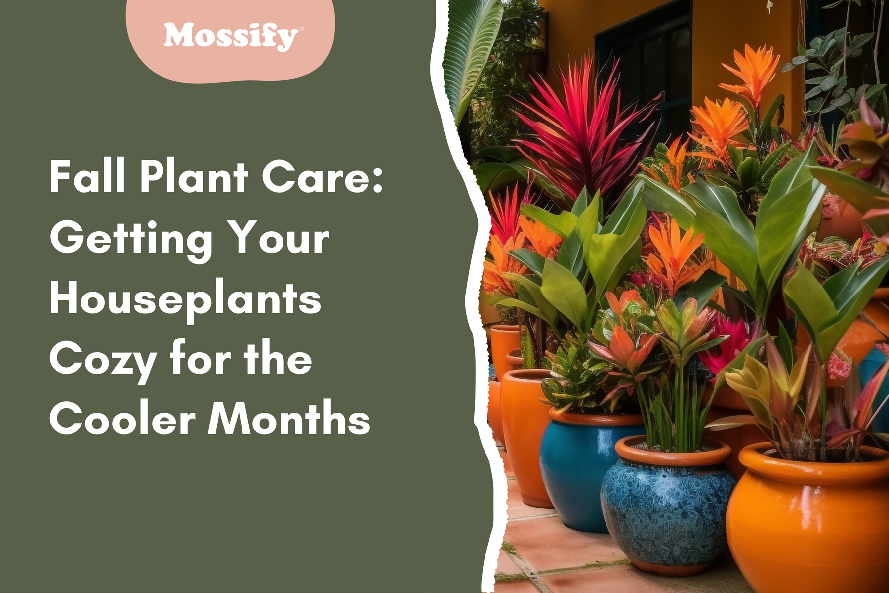 Fall Plant Care: Getting Your Houseplants Cozy for the Cooler Months