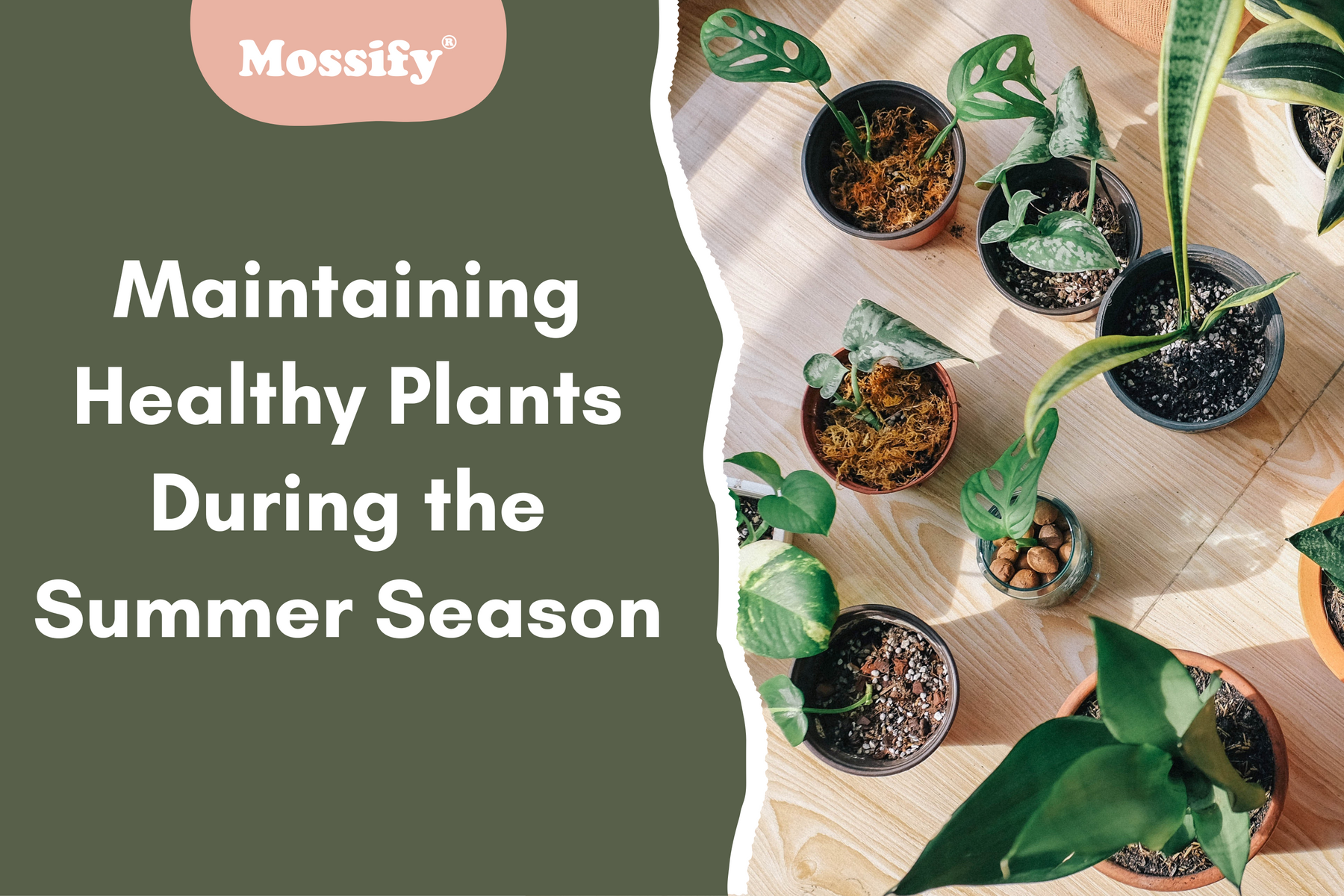 Maintaining Healthy Plants During the Summer Season