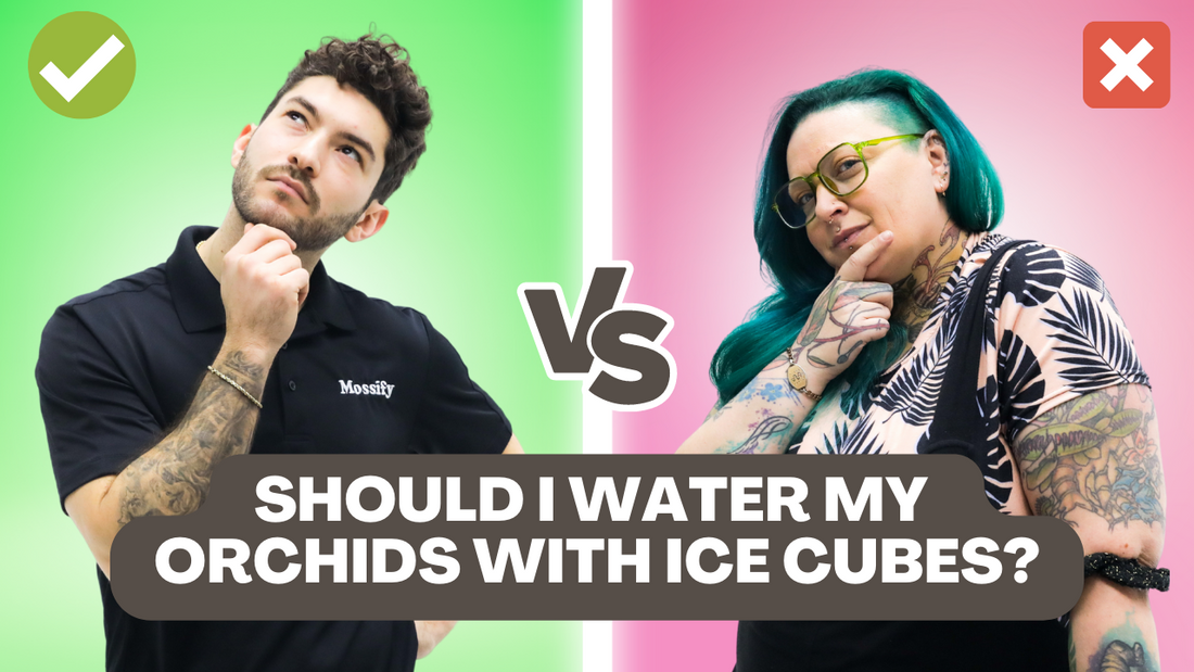 Houseplant Hot Takes: Debating the Most Controversial Opinions in Indoor Gardening