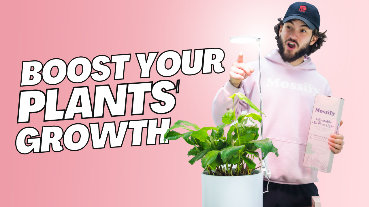 How an LED GROW LIGHT Can Help Transform Your Indoor Garden Into a Lush Paradise