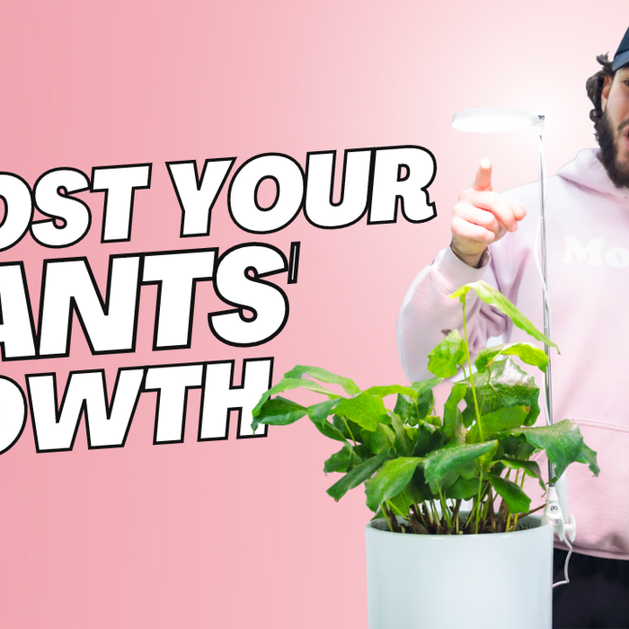 How an LED GROW LIGHT Can Help Transform Your Indoor Garden Into a Lush Paradise
