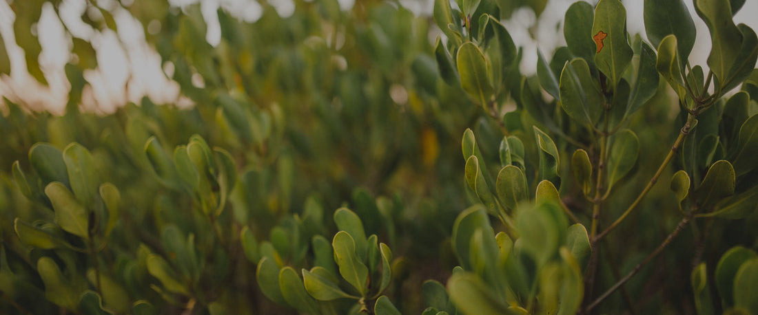 Close-up of green mangrove leaves. Photo: veritree