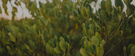 Close-up of green mangrove leaves. Photo: veritree
