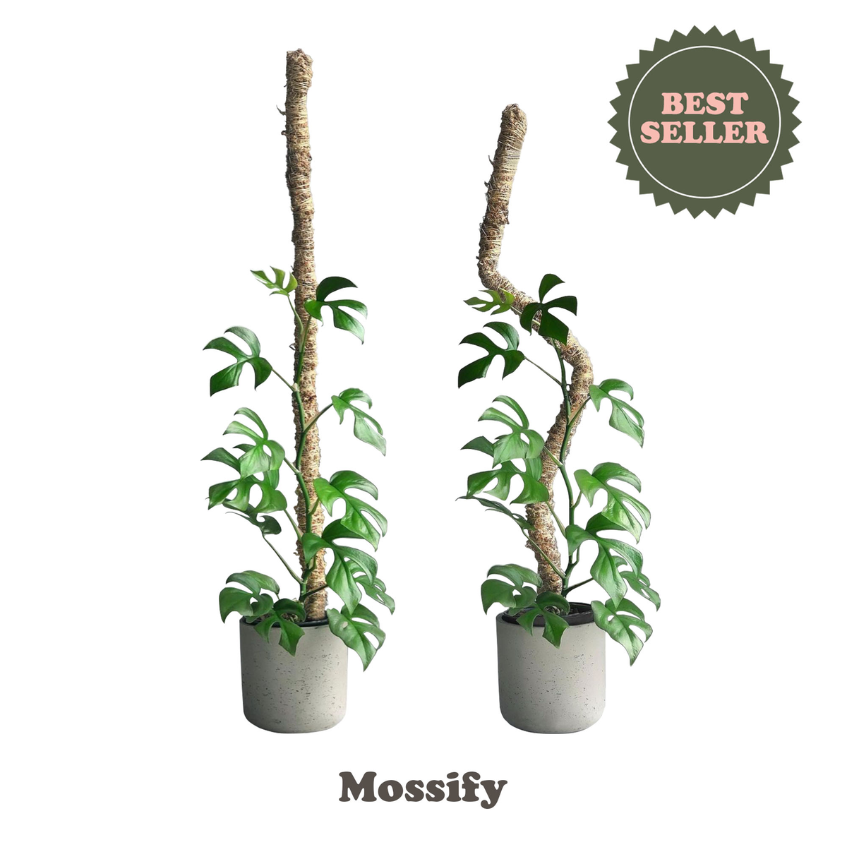 Bendable Moss & Coir Poles