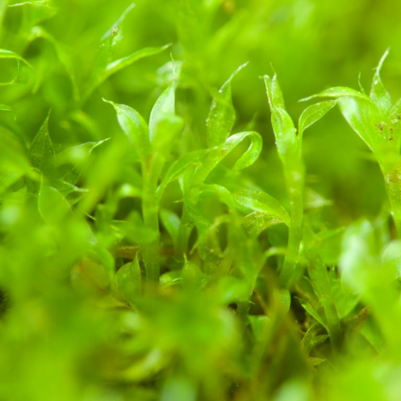 Value Pack - Growable Moss for the Sun - Mossify