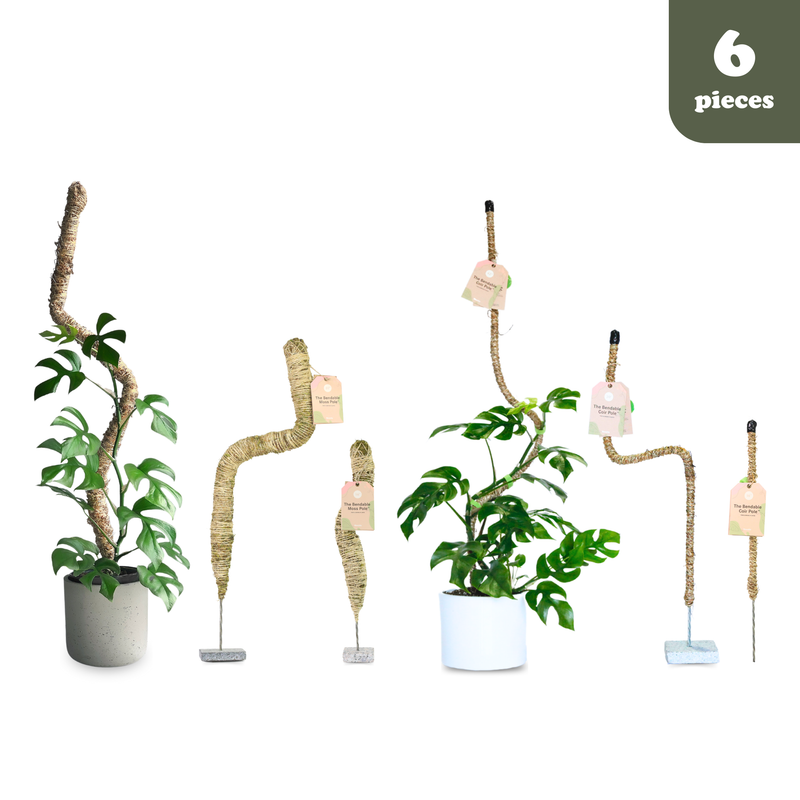 6 Count - Mossify Pole Lover Package Deal - Mossify