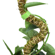 The Bendable Moss Pole™ 𝘛𝘏𝘐𝘕 - Mossify
