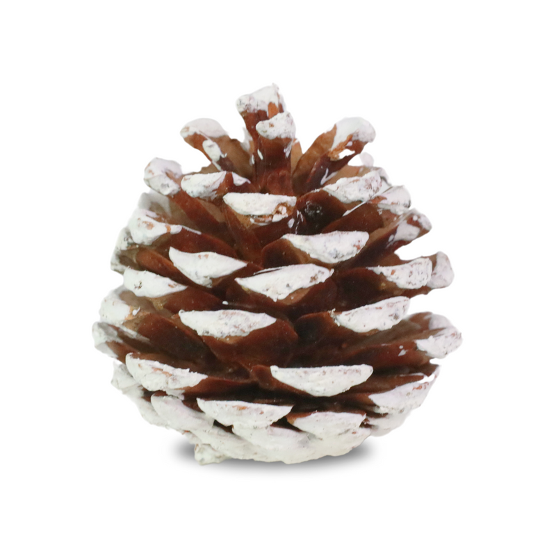 Pinecones - Natural & Frosted - Mossify