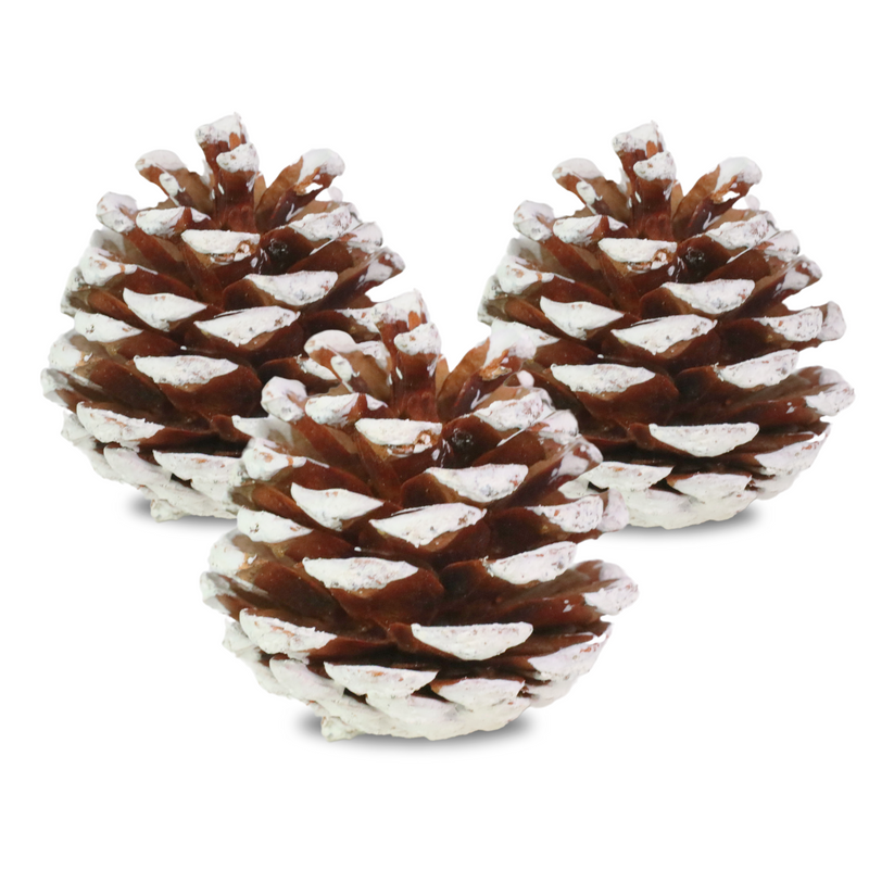Pinecones - Natural & Frosted - Mossify