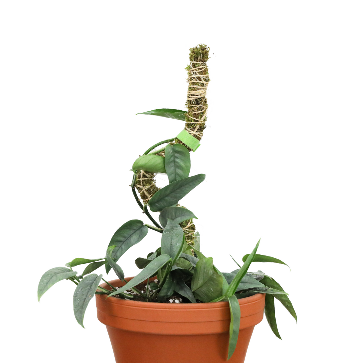 The Bendable Moss Pole™ 𝘛𝘏𝘐𝘕 - Mossify