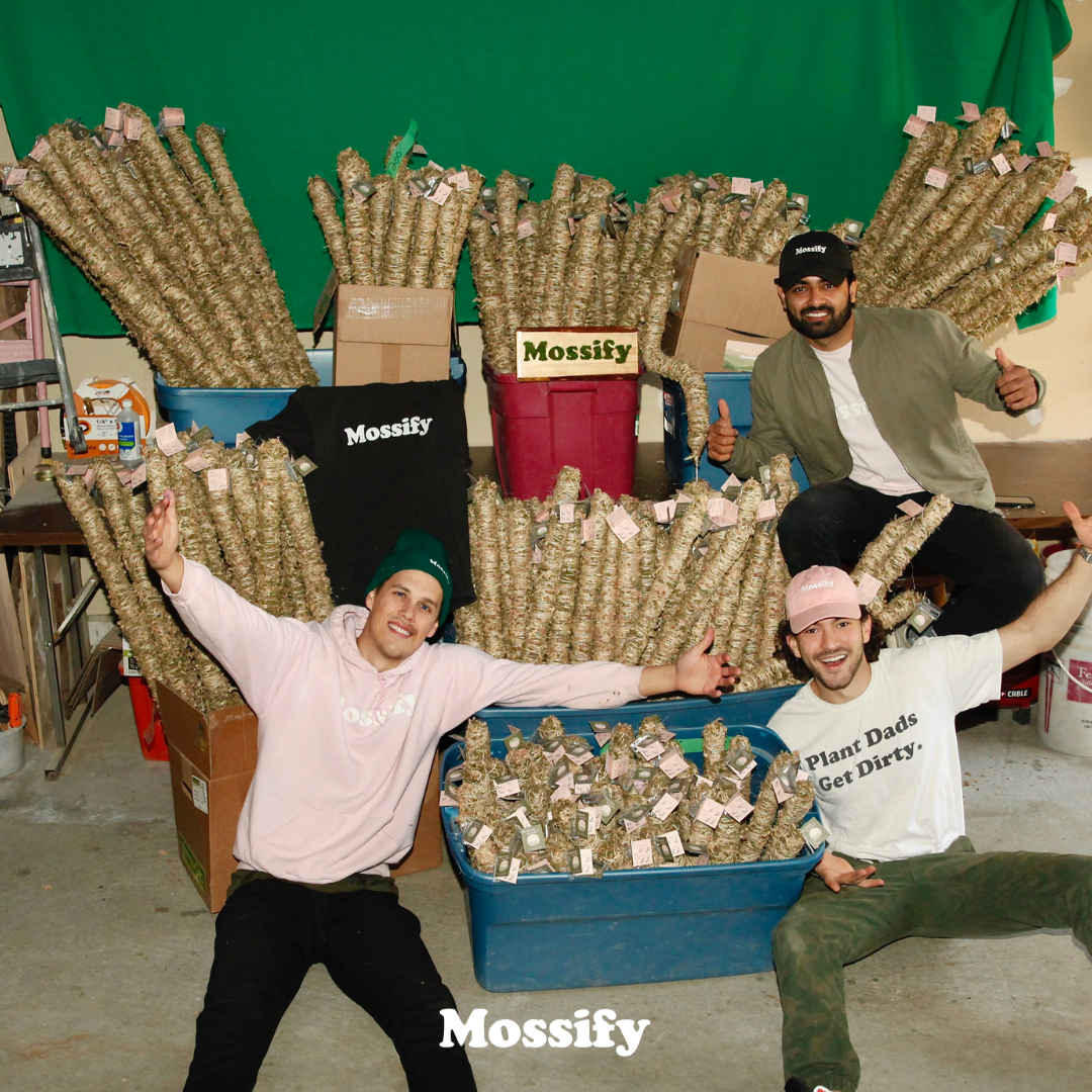 Make plant content with Mossify