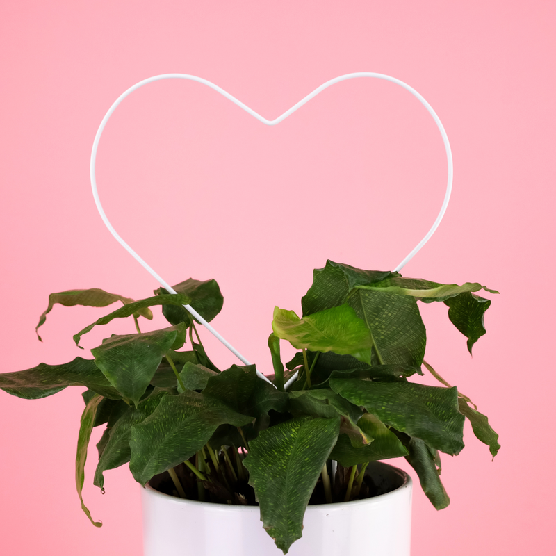 “Give Love” Bundle Pack - Mossify
