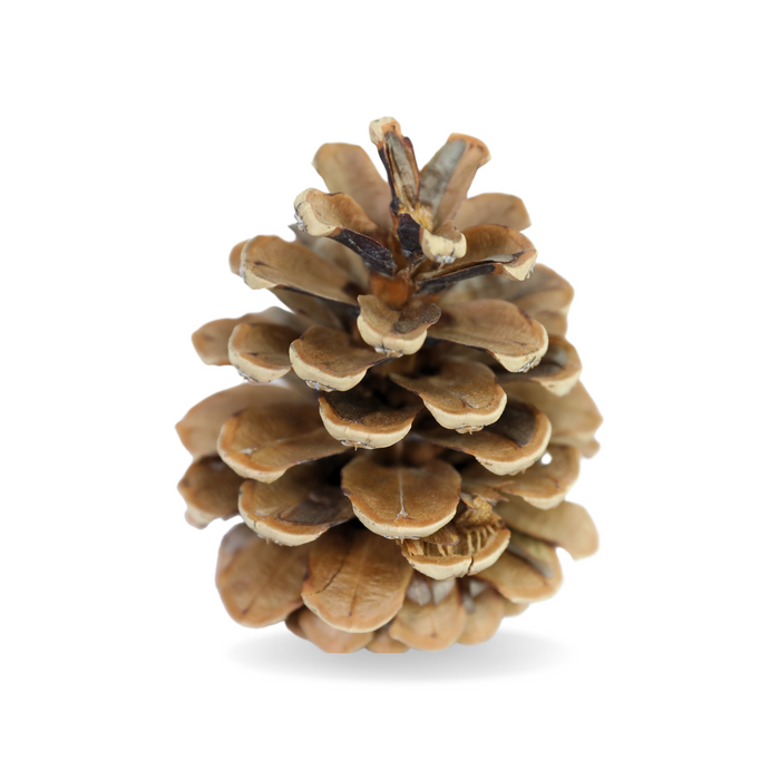 Natural Pinecone 6 Pack