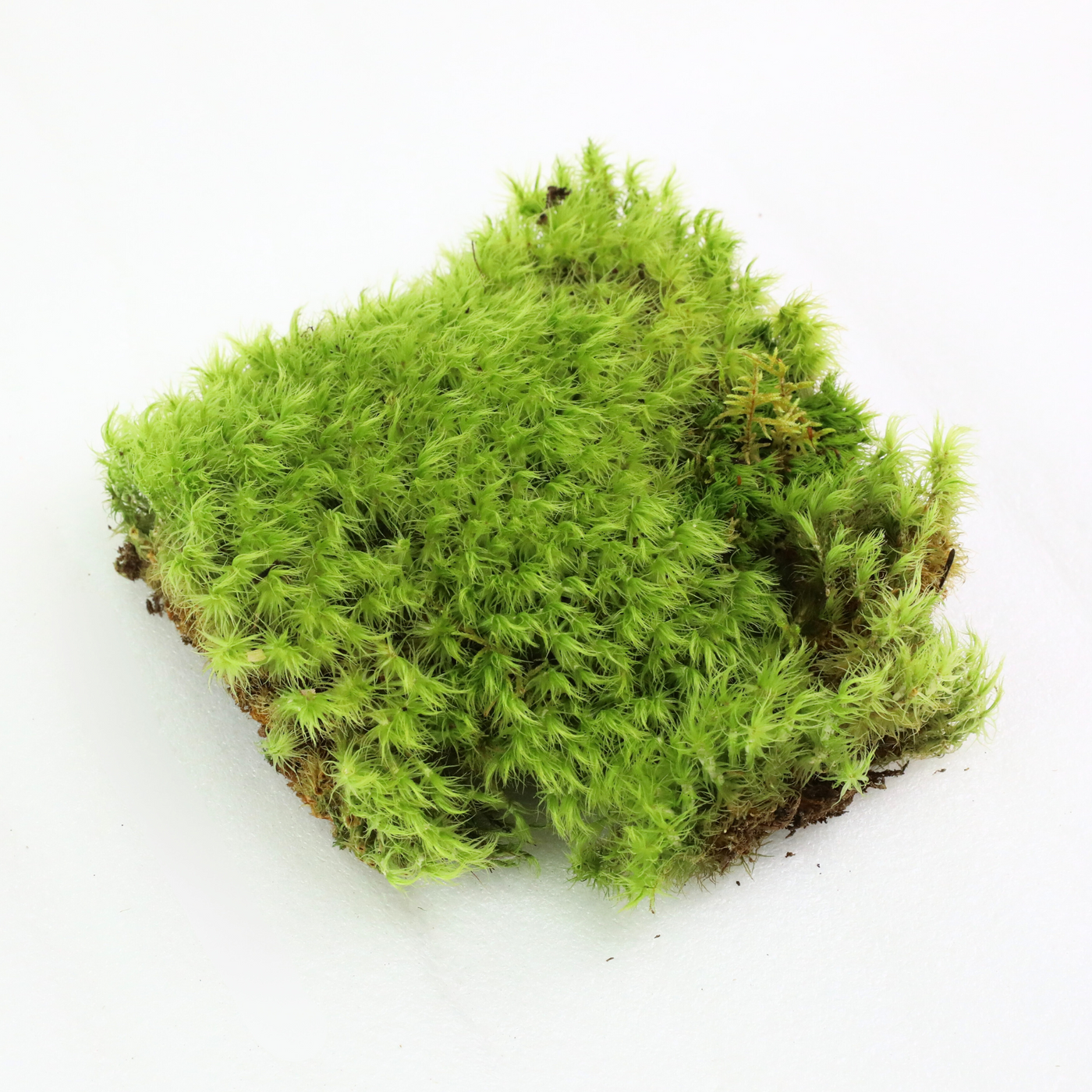 Mood Moss (Dicranum scoparium) — Mossify