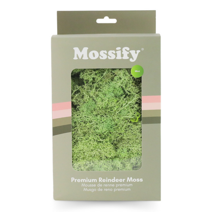 Premium Preserved Reindeer Moss - Mossify