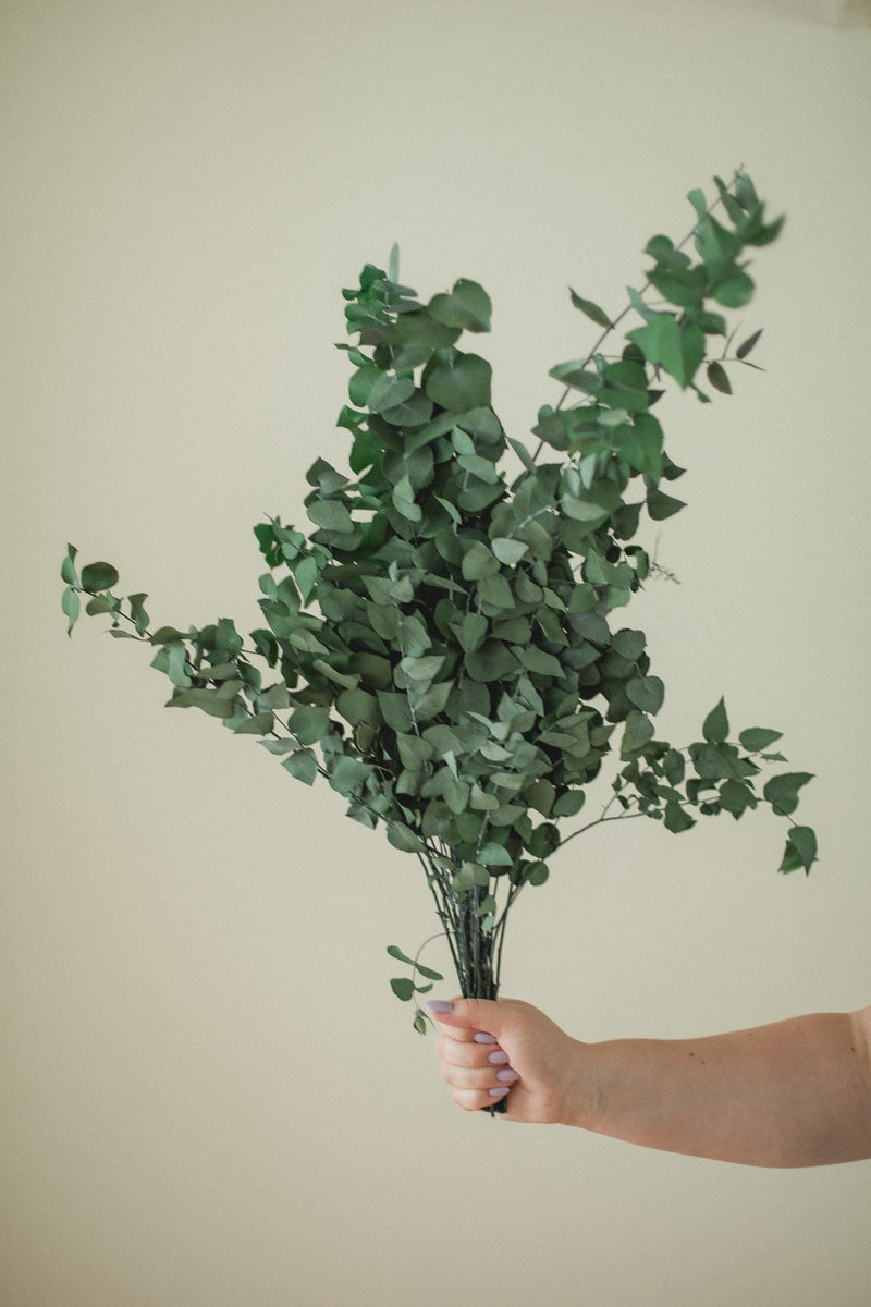 Italian Stuartana Eucalyptus