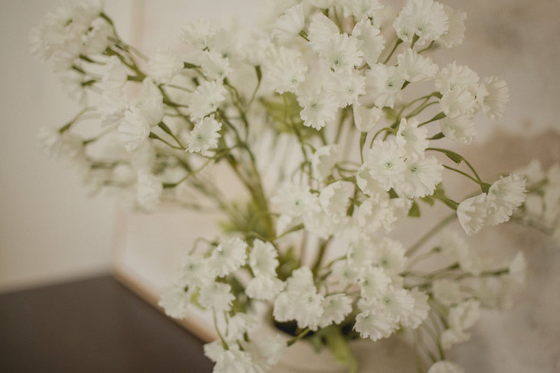 Gypsophila Elegan - Babies breath