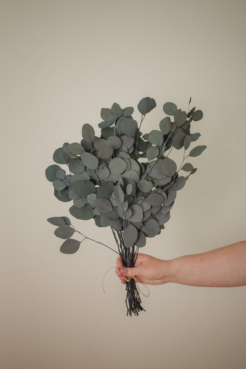 Italian Silver Dollar Eucalyptus