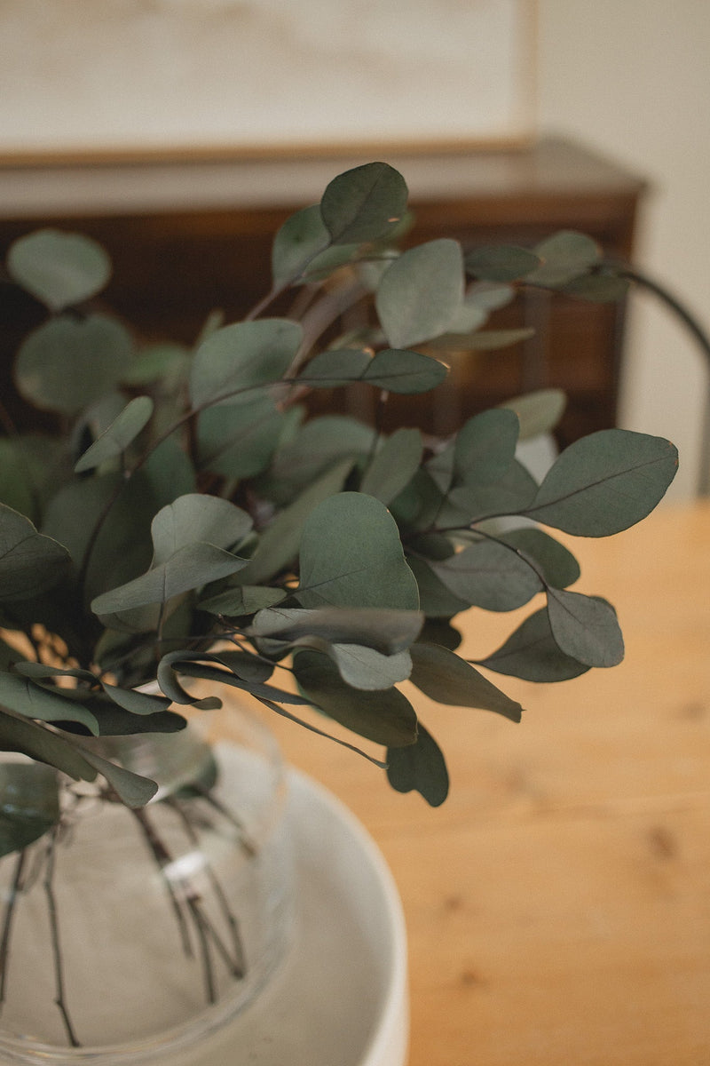 Italian Silver Dollar Eucalyptus