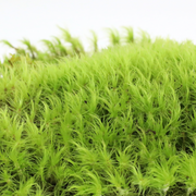 Mood Moss - Revita-Moss (Dicranum) - Mossify